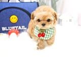 Kore Kani Toy Poodle Bebeklerimiz