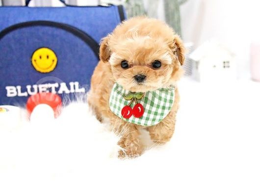 Kore Kani Toy Poodle Bebeklerimiz görsel
