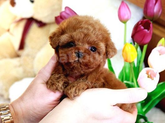 Show Kali̇te Toy Poodle Bebekleri̇m görsel