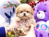 KORE KANI TOY POODLE YAVRULARİMİZ