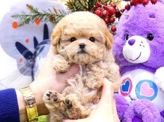 Kore Kani Toy Poodle Yavrulari̇mi̇z