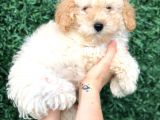 Apricot Toy Poodle Bebek