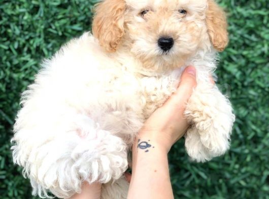 Apricot Toy Poodle Bebek görsel