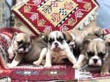 Ev Üretimi Safkan İngiliz Buldogg Yavrular