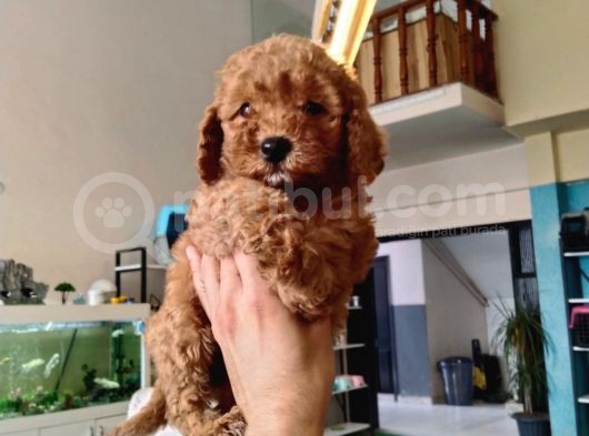 Red Toy Poodle Yavrusu görsel