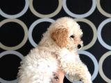 Apricot Toy Poodle Yavrusu