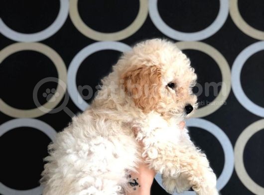 Apricot Toy Poodle Yavrusu görsel
