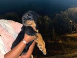 A KALİTE ROT BEBELER