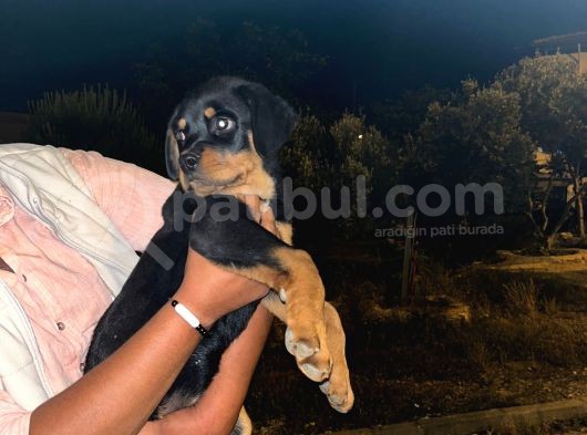 A Kali̇te Rot Bebeler