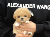 Mutluluk Kaynaği Toy Poodle Bebekler