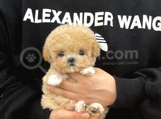 Mutluluk Kaynaği Toy Poodle Bebekler görsel