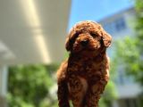Toypoodle Dünyasi