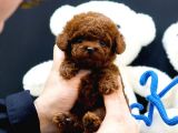 SHOW KALİTE TOY POODLE BEBEKLERİM