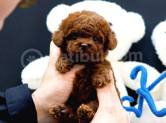 Show Kali̇te Toy Poodle Bebekleri̇m