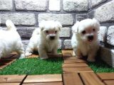 Maltese Terri̇er