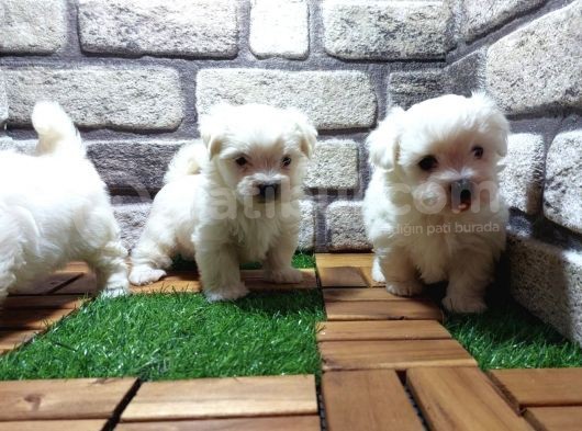 Maltese Terri̇er görsel