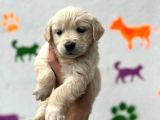 Golden Retriever Cins Kopek