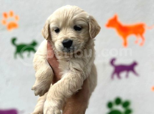 Golden Retriever Cins Kopek görsel
