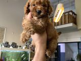Red toy poodle yavrusu