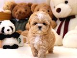 Show Kali̇te Toy Poodle Bebekleri̇m