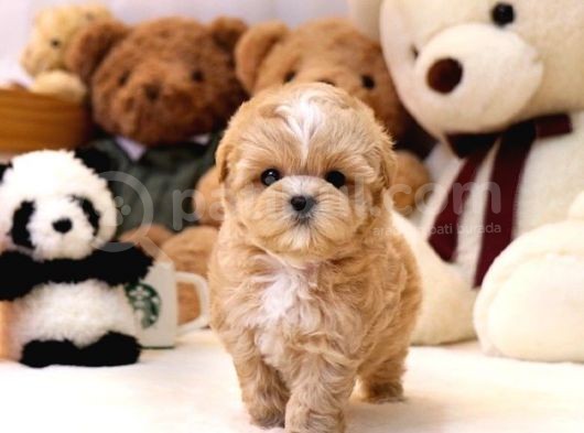 Show Kali̇te Toy Poodle Bebekleri̇m görsel