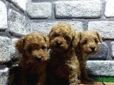 Malti̇poo Yavrular