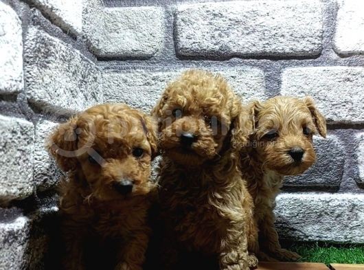 Malti̇poo Yavrular görsel
