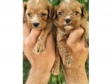 Cavapoo Bebeklerimiz