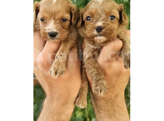 Cavapoo Bebeklerimiz