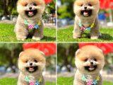 Pomerani̇an Boo Bebekleri̇mi̇z
