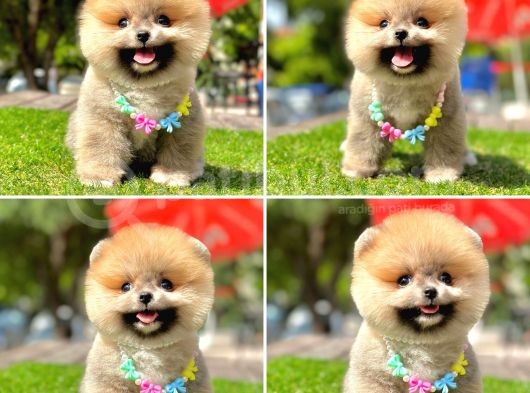 Pomerani̇an Boo Bebekleri̇mi̇z görsel