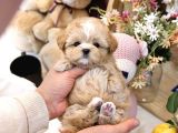 Show Kali̇te Toy Poodle Bebekleri̇m