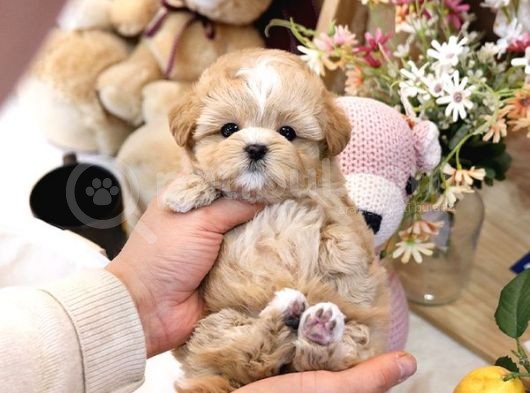 Show Kali̇te Toy Poodle Bebekleri̇m görsel