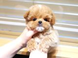 Kore Kani  Toy Poodle Yavrulari̇mi̇z