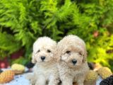 Show Kali̇te Toy Poodle Bebekleri̇m