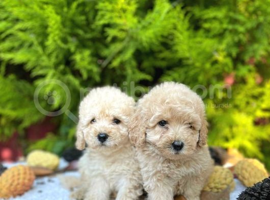 Show Kali̇te Toy Poodle Bebekleri̇m görsel