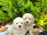 SHOW KALİTE TOY POODLE BEBEKLERİM