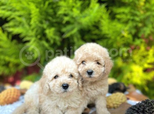 Show Kali̇te Toy Poodle Bebekleri̇m