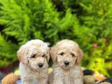 Show Kali̇te Toy Poodle Bebekleri̇m