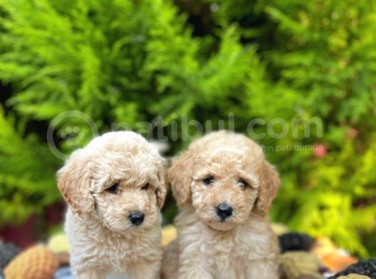 Show Kali̇te Toy Poodle Bebekleri̇m görsel
