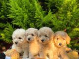 Show Kali̇te Toy Poodle Bebekleri̇m