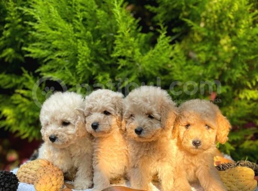 Show Kali̇te Toy Poodle Bebekleri̇m görsel