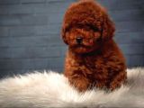 Dünya Tatlisi Red Brown Toy Poodle Yavrularimiz