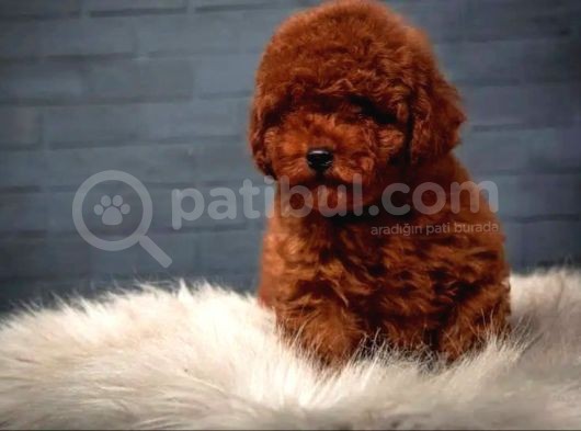 Dünya Tatlisi Red Brown Toy Poodle Yavrularimiz görsel