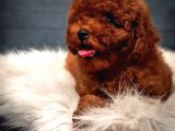 DÜNYA TATLISI RED BROWN TOY POODLE YAVRULARIMIZ