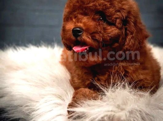Dünya Tatlisi Red Brown Toy Poodle Yavrularimiz