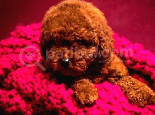 Show Kali̇te Red Brown Toy Poodle Bebekleri̇m görsel