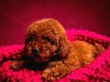 SHOW KALİTE RED BROWN TOY POODLE BEBEKLERİM