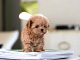 Sevi̇mli̇  Toy Poodle Bebekleri̇mi̇z