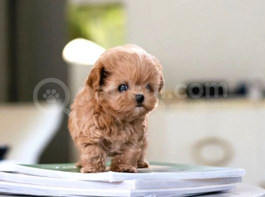 Sevi̇mli̇  Toy Poodle Bebekleri̇mi̇z görsel